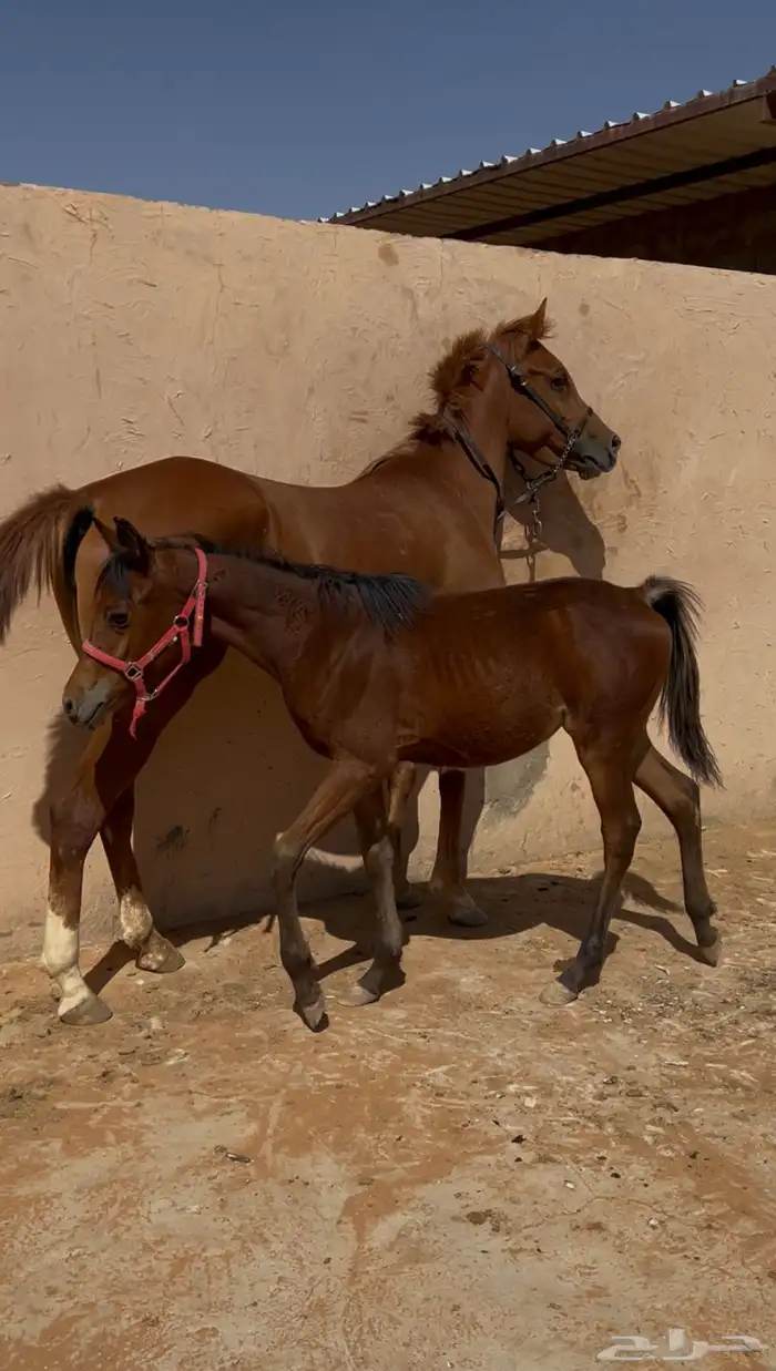 فرس عربيه معه بنتها ( مهره ) 0