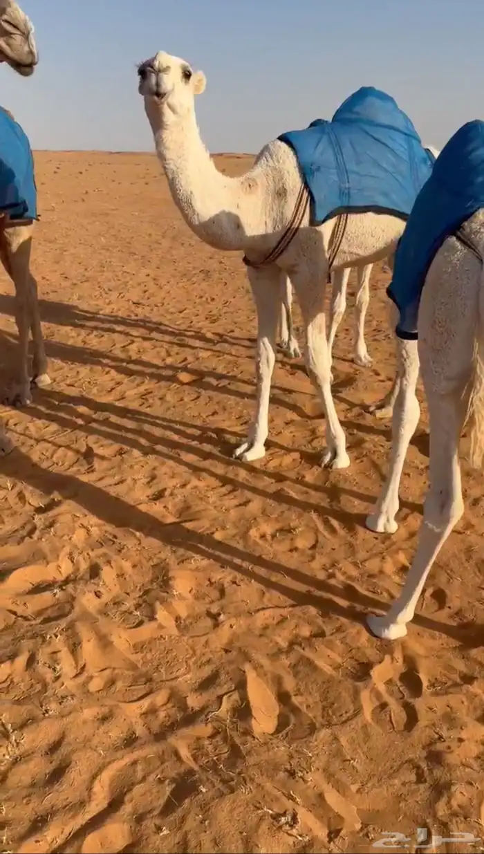 قعود على بعير بن دلمخ 1