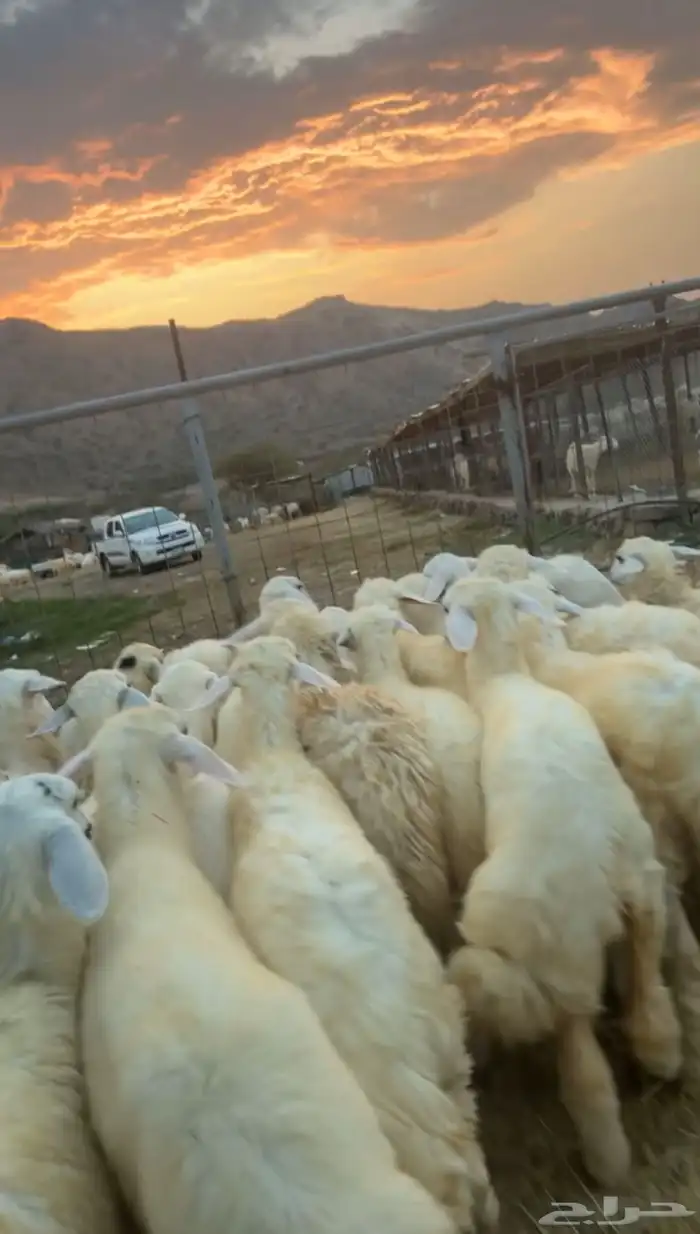 طليان ورخال 30 0