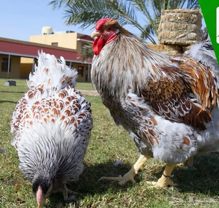 دجاج زينه خوارج__ سوساكس - ايستر ايجر - استارلوب اسود ورماد 7
