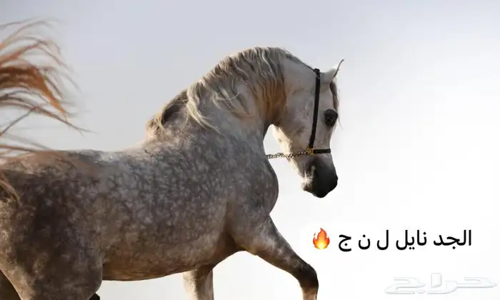 مهر واهو فاخر السوم 1000 ريال فقط 7