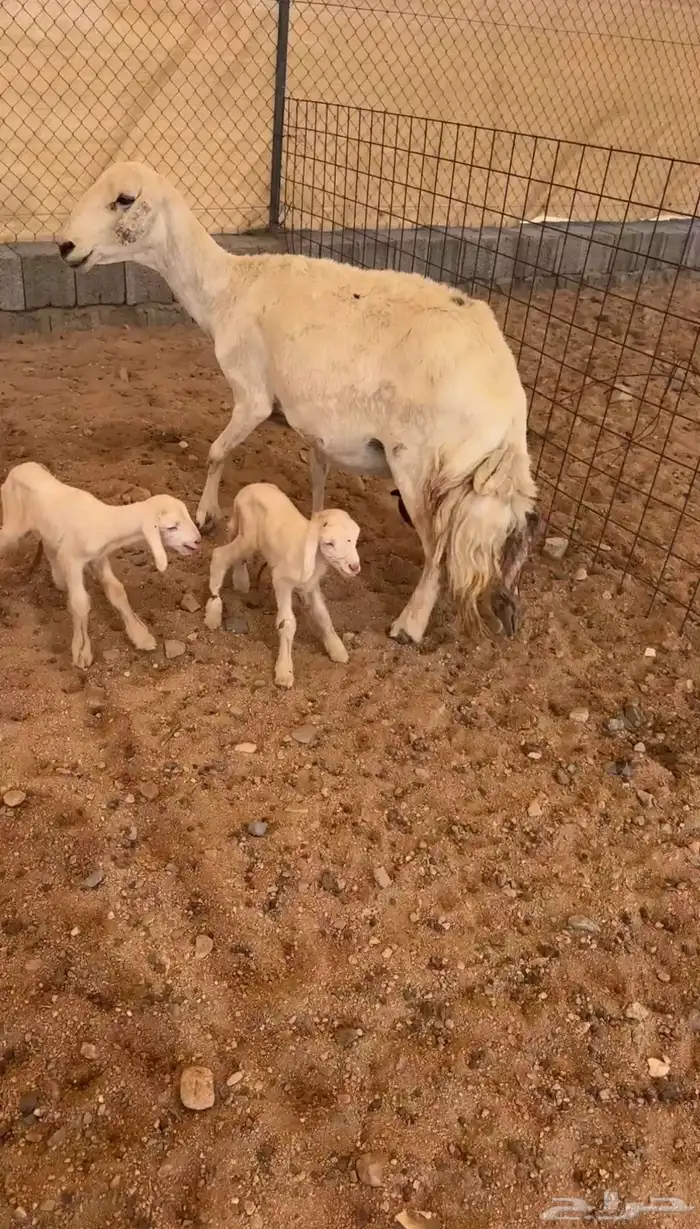 شاه حريه متوم 0