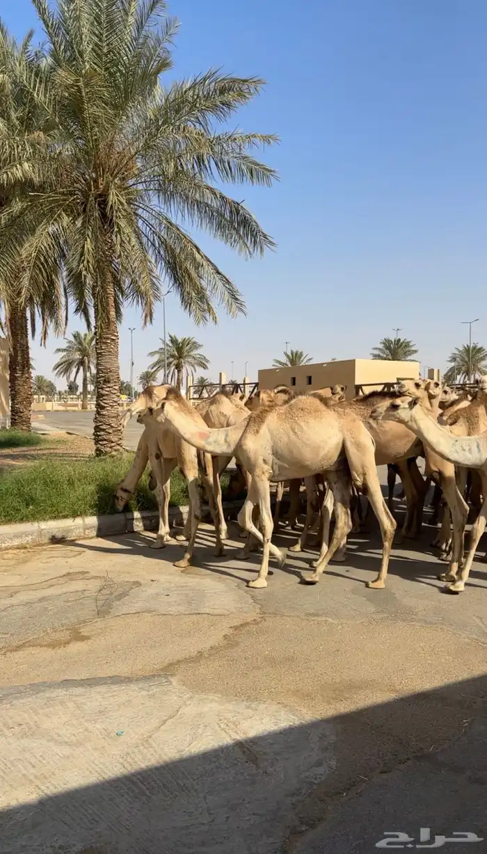 قعدان صومالي جديده. العدد 100 5