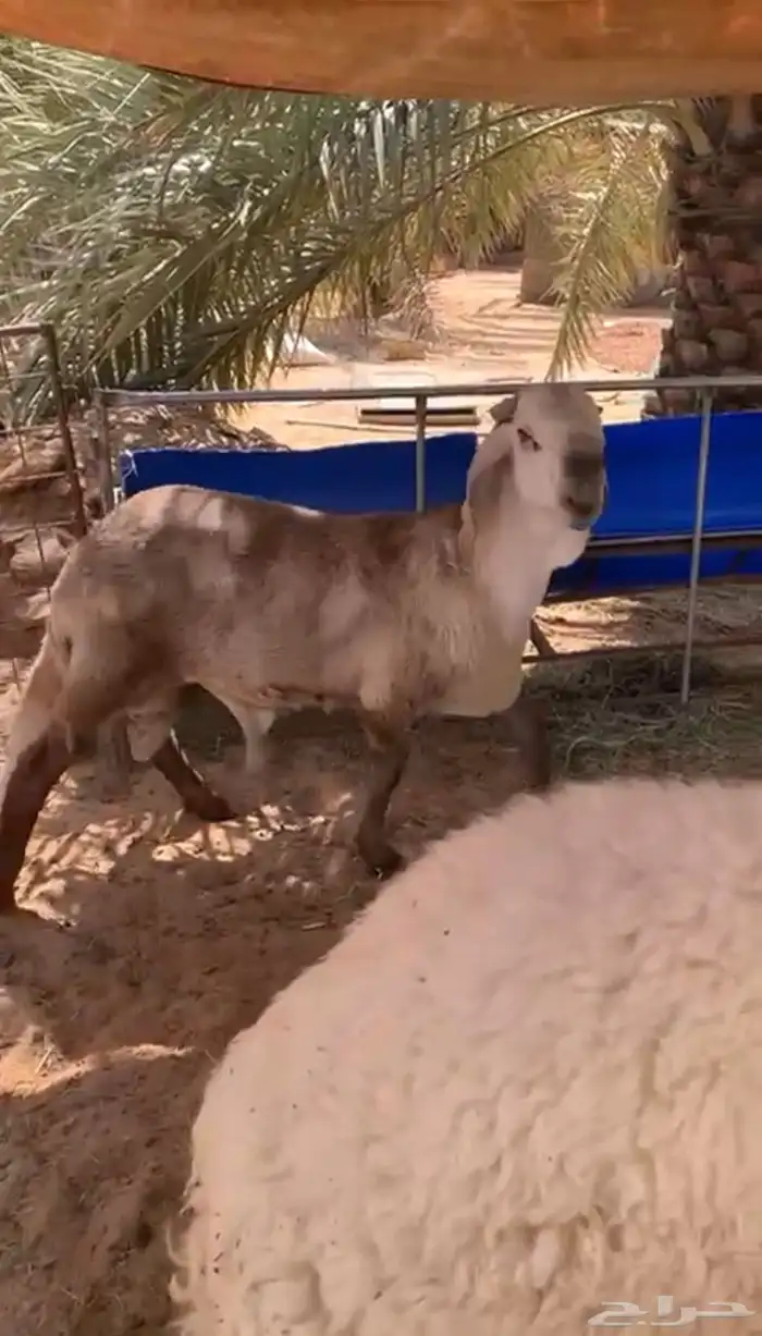 طلي نعيمي وساكني 2