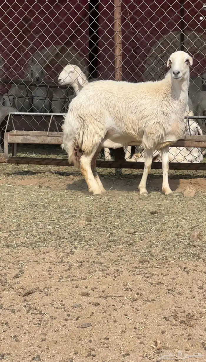 رخل ثنيه حايل 1