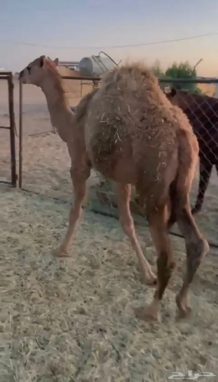 قعود لباني للبيع اثمان 2