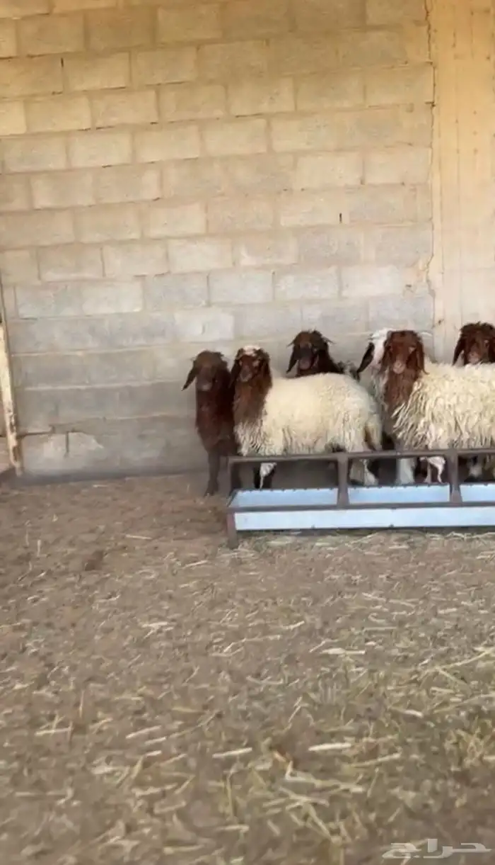 طليان نعيم 0