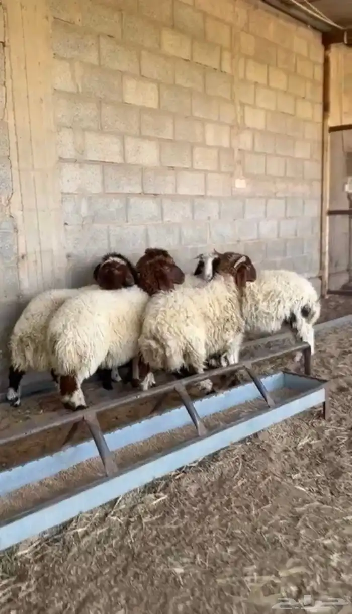 طليان نعيم 1