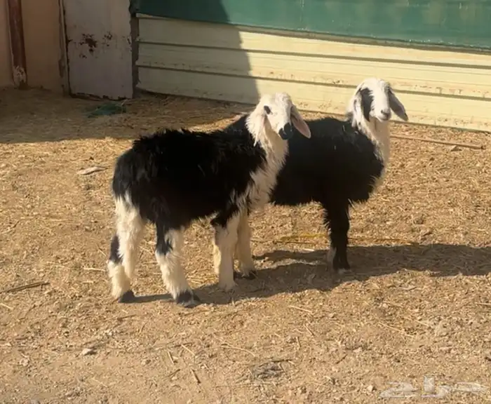 بهم نجد وبهم حري للبيع 0