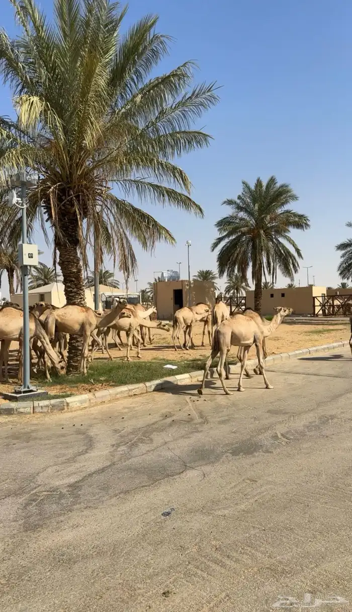 قعدان صومالي جديده. العدد 100 6