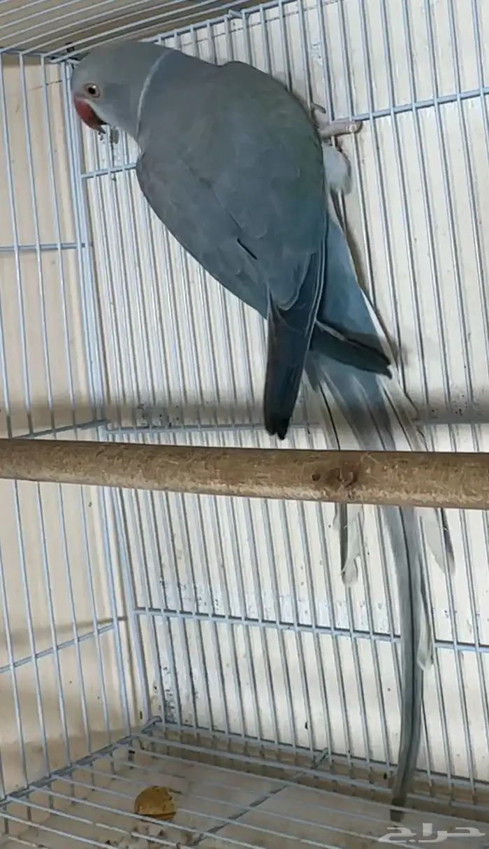 للبيع انثي دره كلير تيل فايلوت تزكواز وايت هيد 1