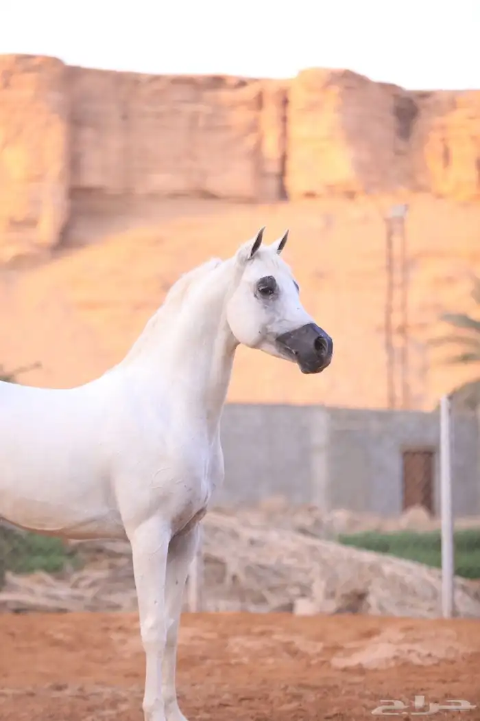 مهرة شعبية فاخره 5