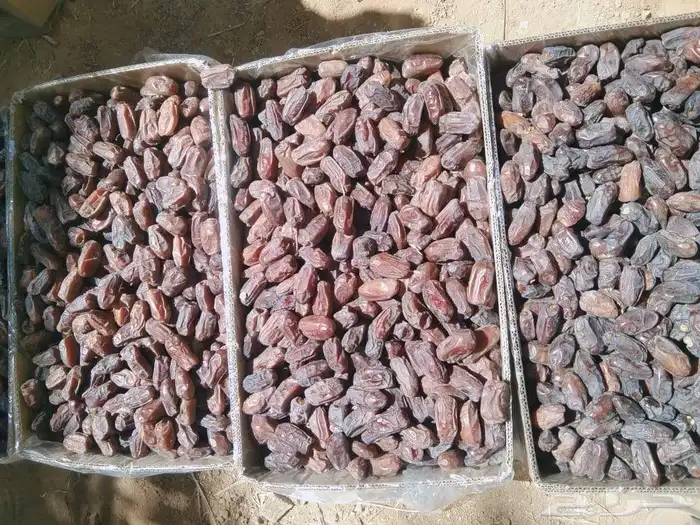 خضري 2