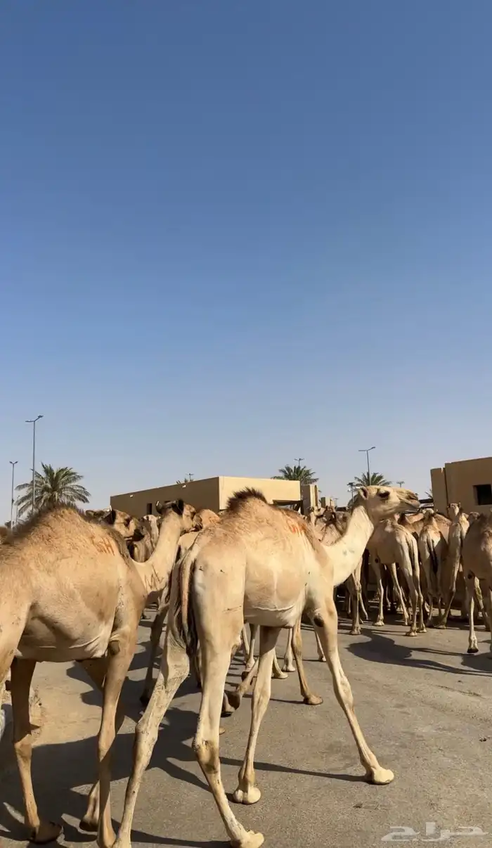 قعدان صومالي جديده. العدد 100 13