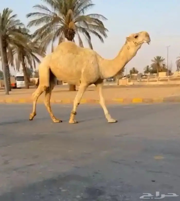 بعير اشقح 0