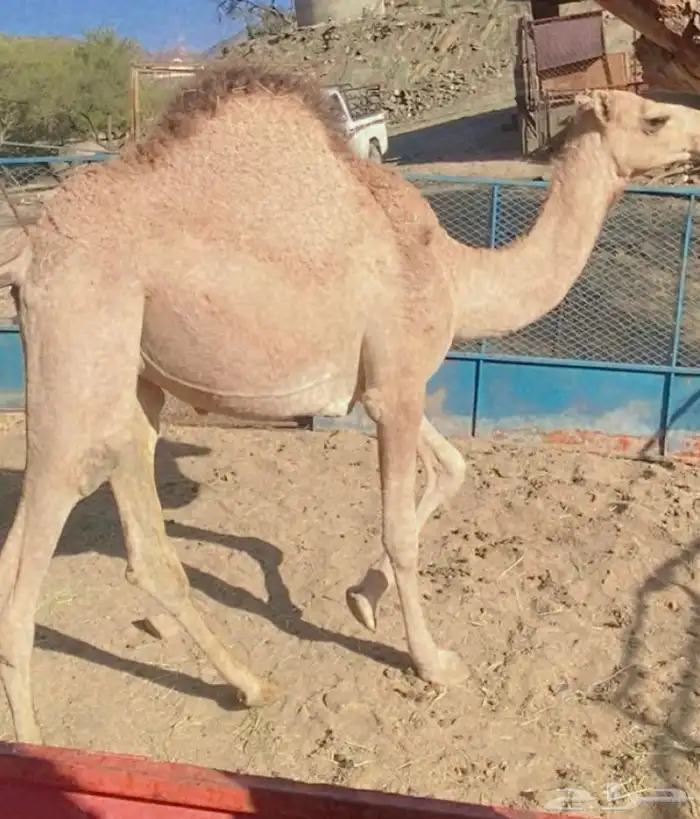قعود 1