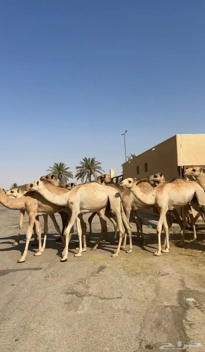 قعدان صومالي جديده. العدد 100 9