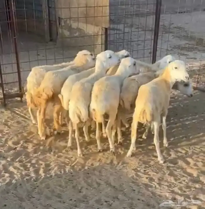 رخال رفيده 1