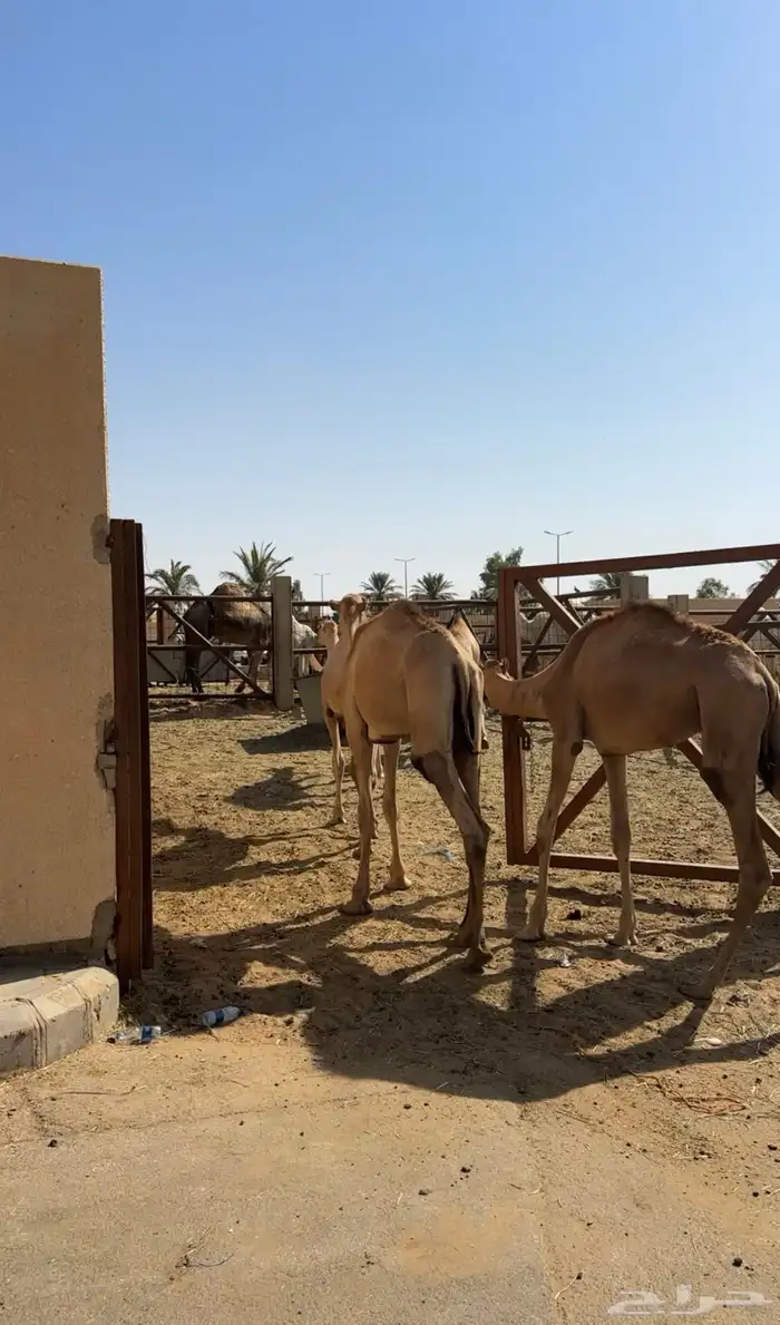قعدان صومالي جديده. العدد 100 7