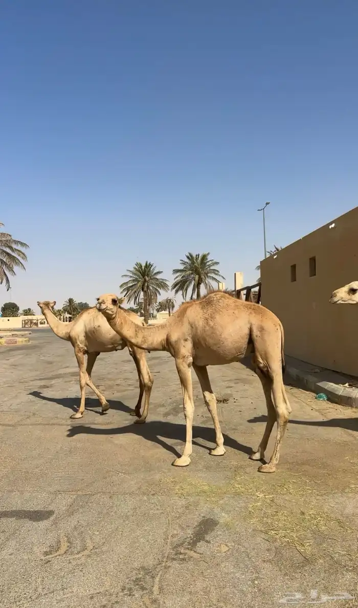 قعدان صومالي جديده. العدد 100 8