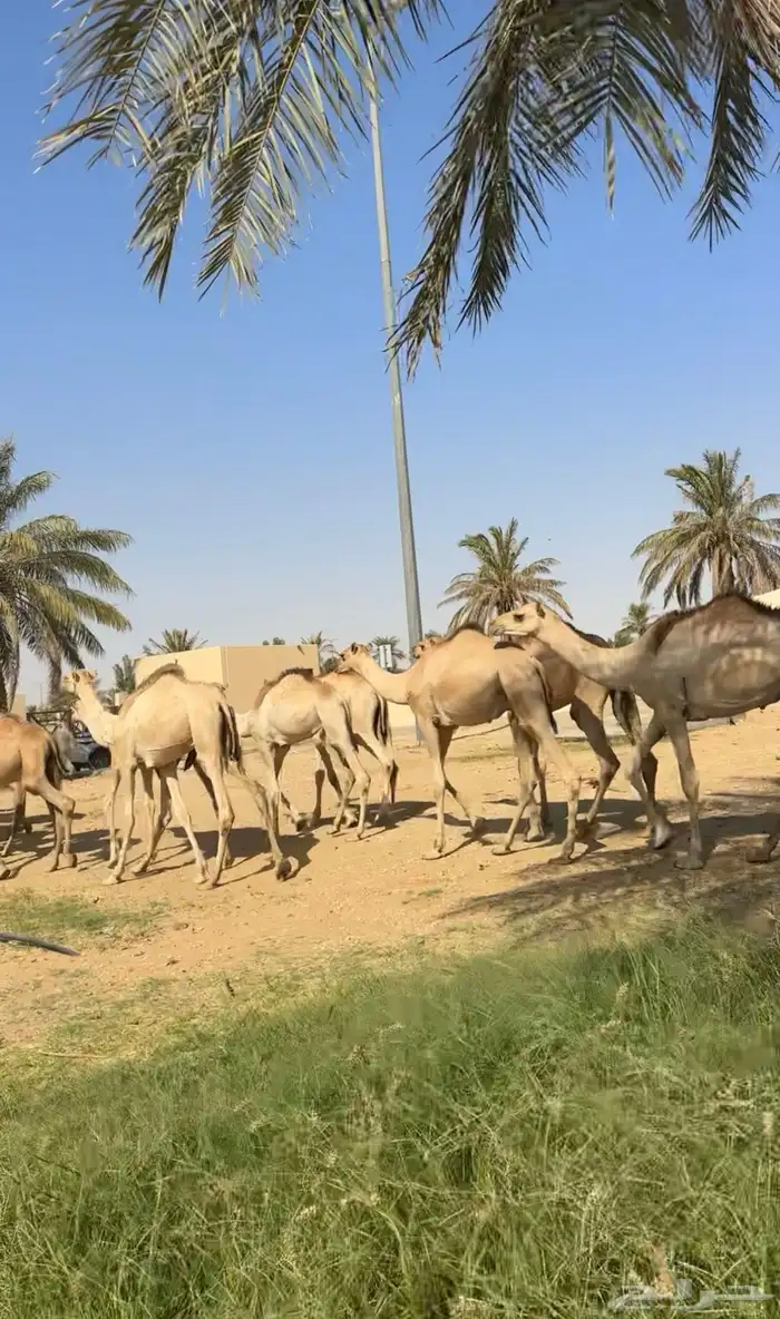 قعدان صومالي جديده. العدد 100 12