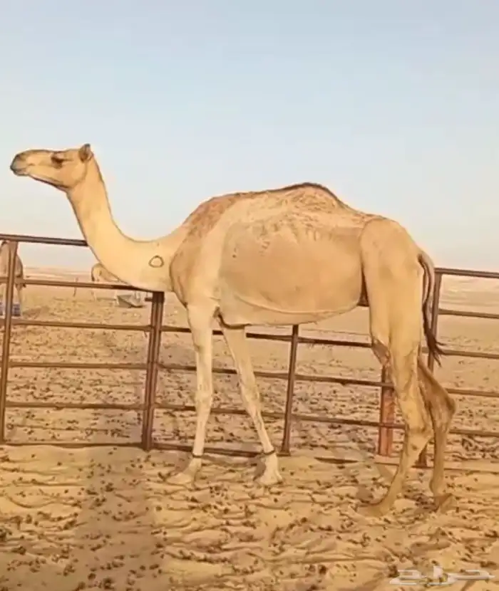 عشاير ثثنبن البيع جمله 1