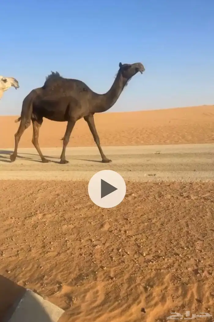 للبيع لقحه مجهم ملاقي ام ثالث 1