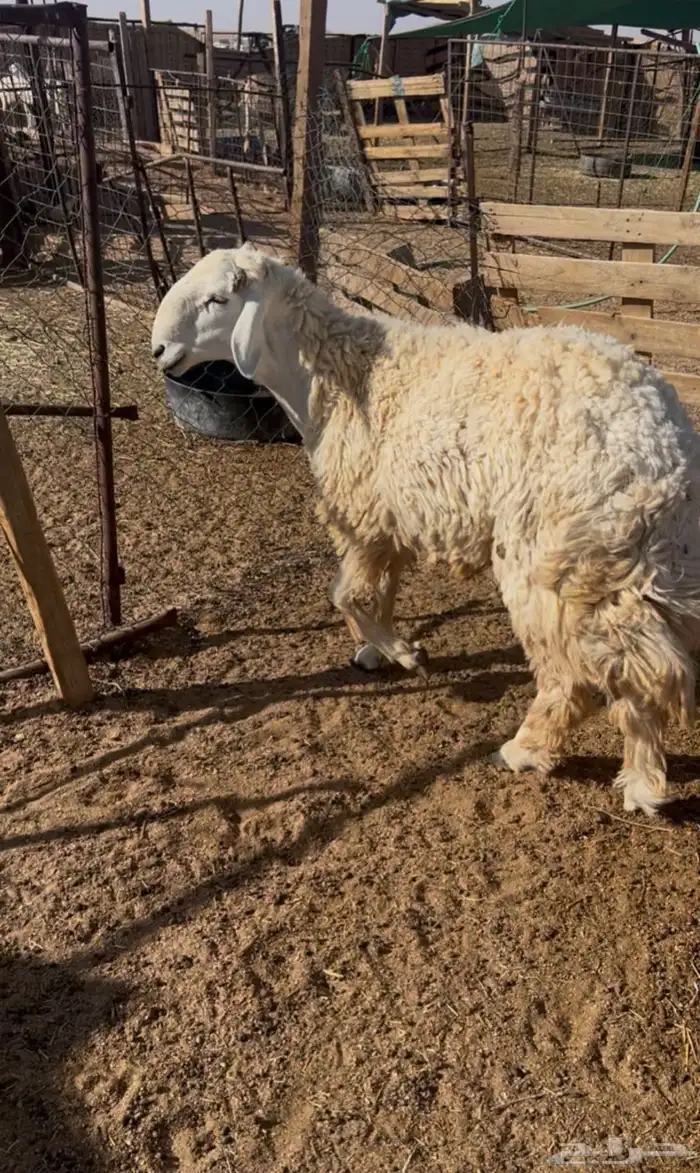 خروف فحل حري 0