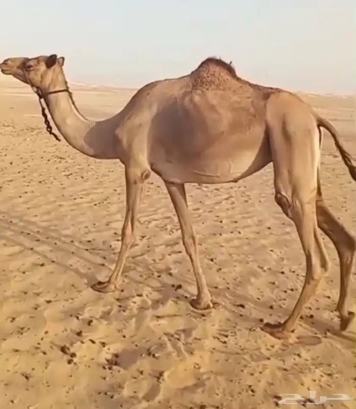 عشاير ثثنبن البيع جمله 0