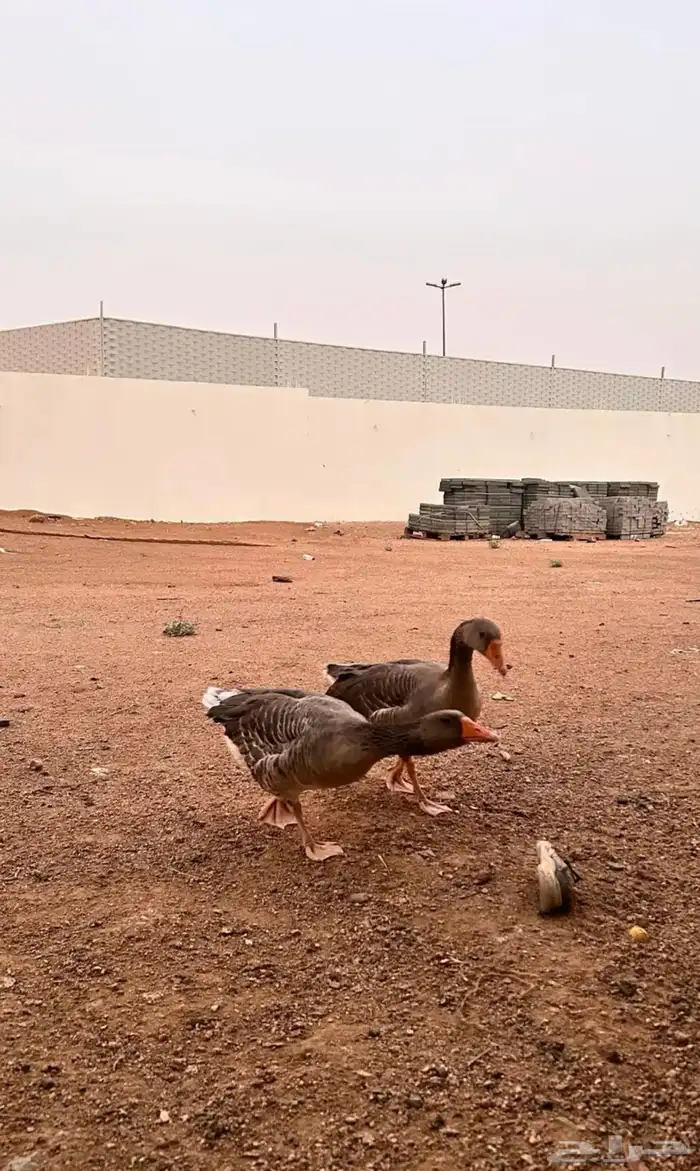 وزتين ذكور 1