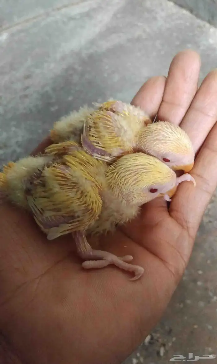 جوز روز اورنج اوبلاين 1