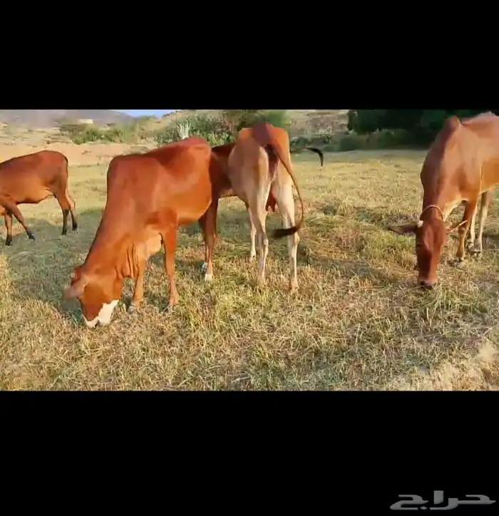 بقر للبيع دفيع 1