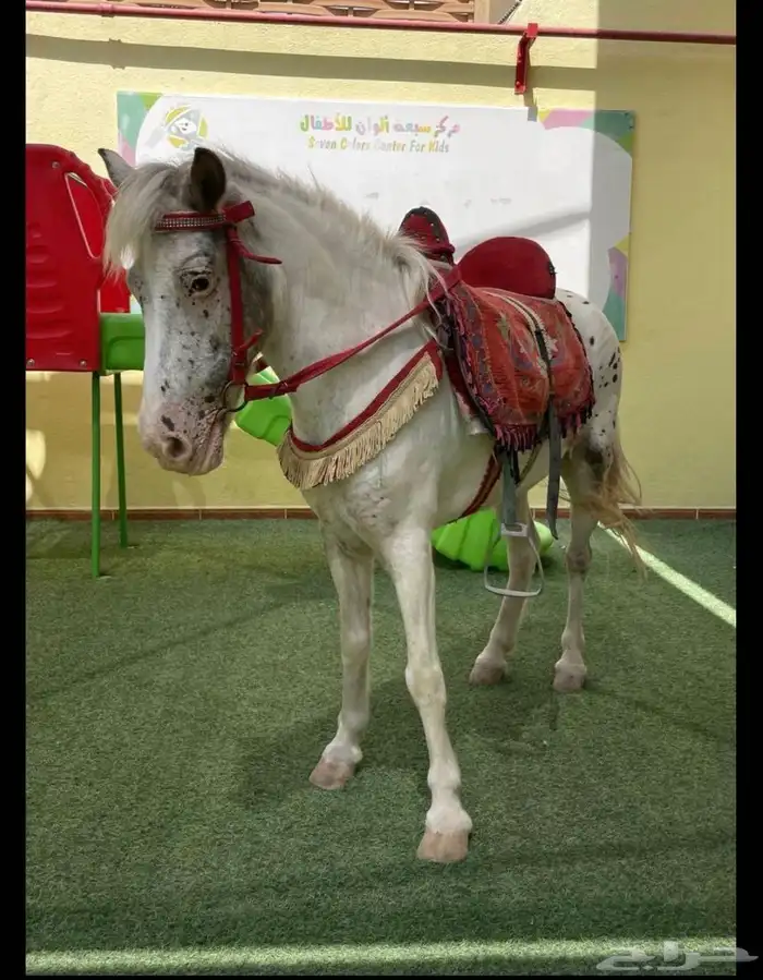 للحفلات والمناسبات الخاصه والعامه والمدارس والروضات خيل 0
