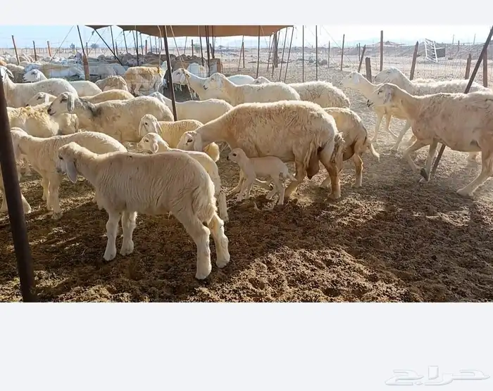 غنم حريات خالفات طيبه 19تحتها 19 1