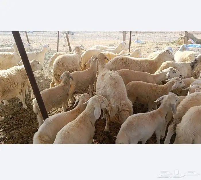 غنم حريات خالفات طيبه 19تحتها 19 3