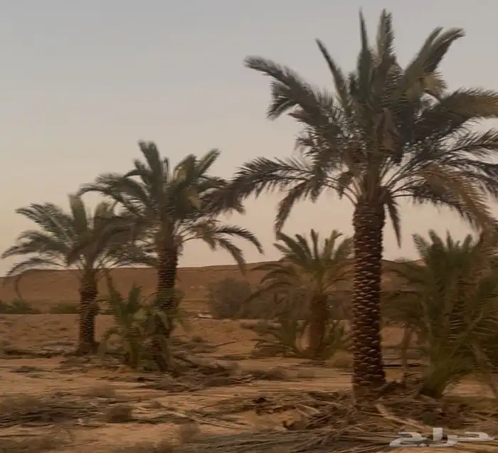 يوجد لدينا جميع انواع انخيل العربي وزينه الوشنطني 5