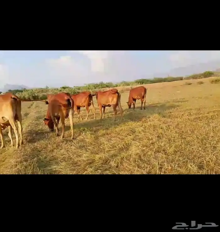 بقر للبيع دفيع 2
