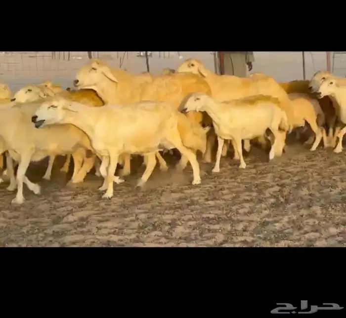 غنم حريات جنب طيبه دفيع ومضاريع 83 0