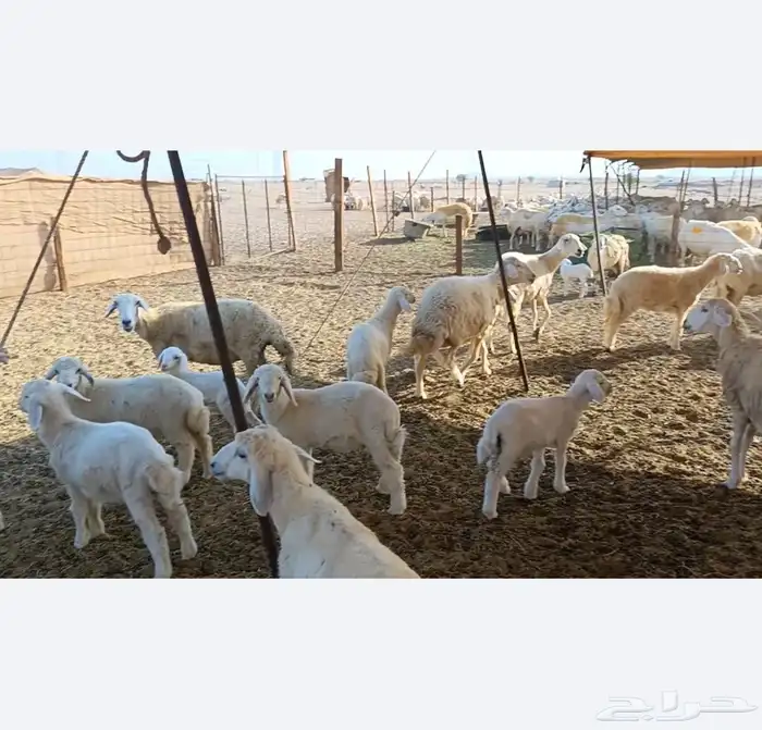 غنم حريات خالفات طيبه 19تحتها 19 0