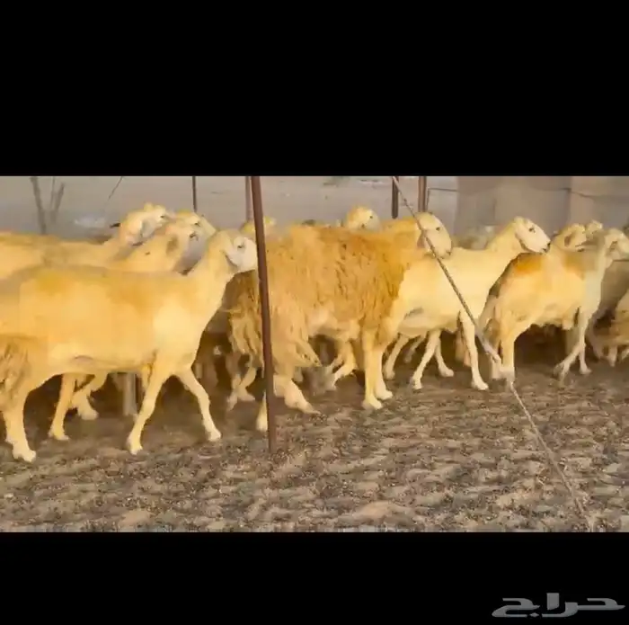 غنم حريات جنب طيبه دفيع ومضاريع 83 4