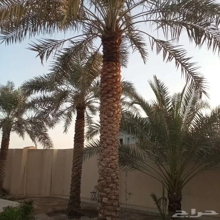 شغل النخل كلي ما يلزم من تكريب من تحويض من نظافه 4