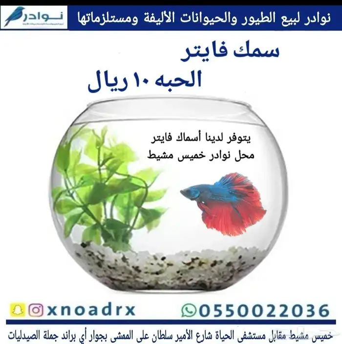 سمك فايتر 10 ريال محل نوادر خميس مشيط 0