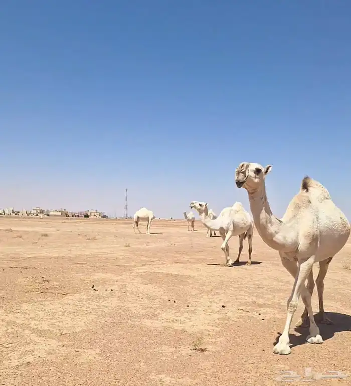 ضرايب حلوات مشروطات وبيعهن متيسر 0