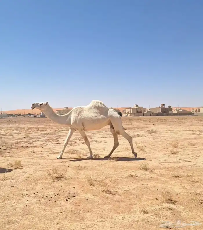 ضرايب حلوات مشروطات وبيعهن متيسر 3