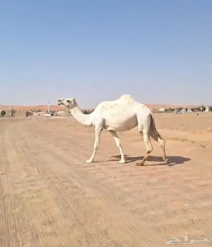 ضرايب حلوات مشروطات وبيعهن متيسر 1