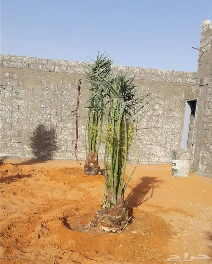 نخل جثايث نقايل اخلاص شيشي صقعي مجدول نخيل واشنطني عجوه خضري 0