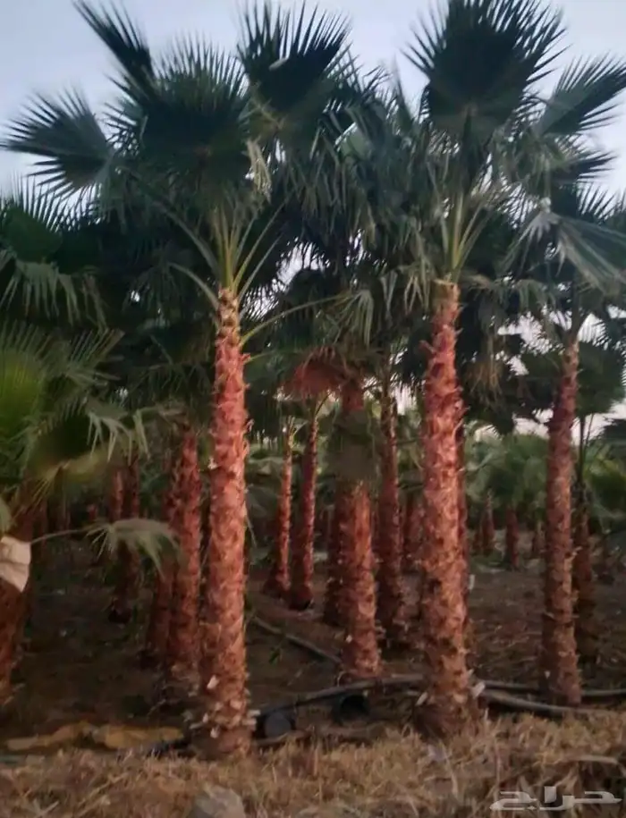 نخل واشنطن زينه درجه اولى وأشجار مختلفة الأنواع 1