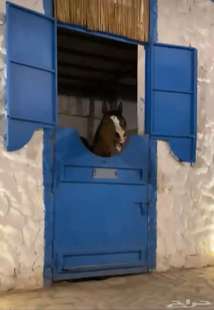 حصان شعبي فحل جزيري 6