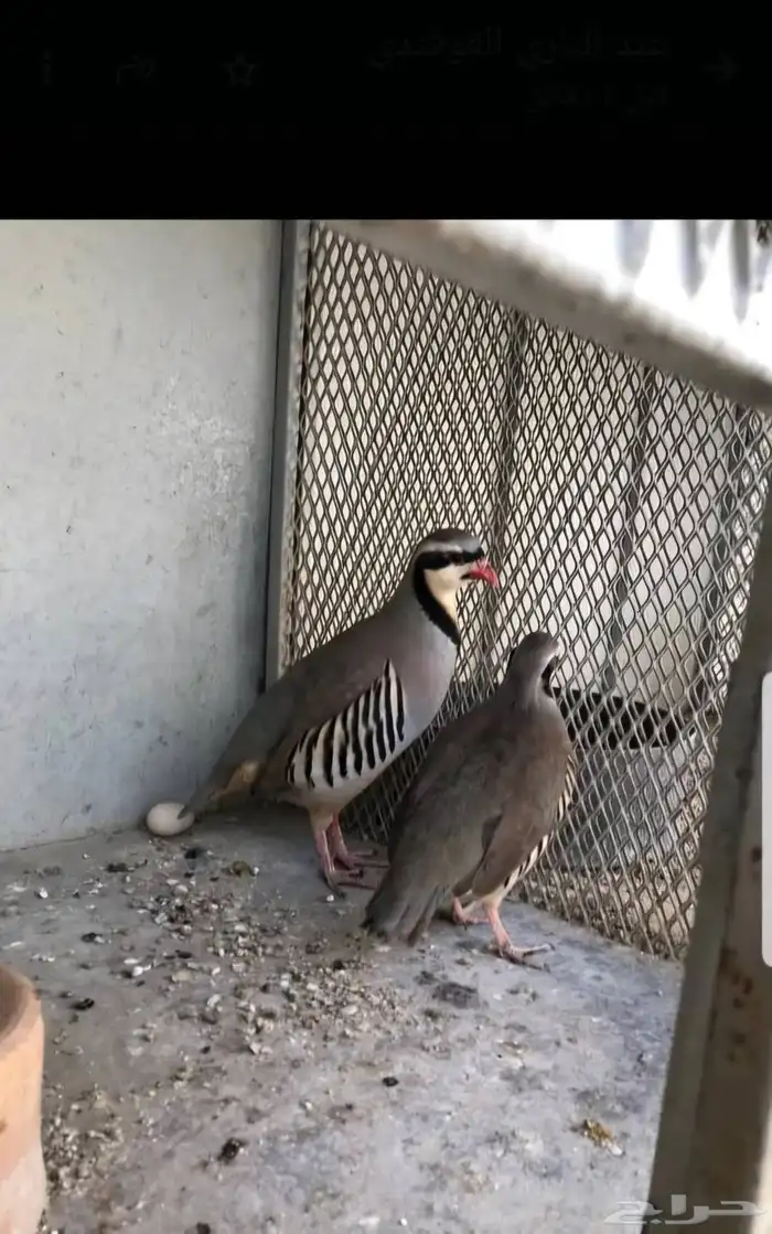 حجل أفغاني للبيع 0