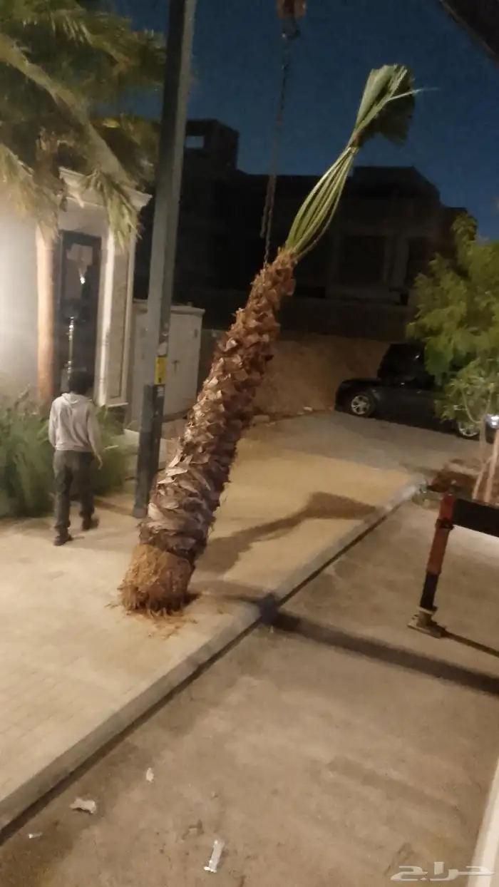 نخل واشنطن زينه 2